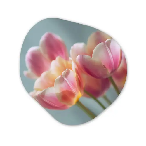Tulpen - Roze - Stelen Wandcirkel Organisch Forex 3mm klein -3d