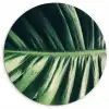 Tropisch - Inductie mat - Natuur - Inductie beschermer - Jungle Wandcirkel plexiglas klein -3d