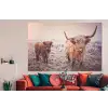 Schotse hooglanders - Licht - Lucht - Natuur forex 5mm xxl -woonkamer