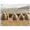 Schapen - Weidenlandschap - Heuvels tuinposter los doek klein -3d