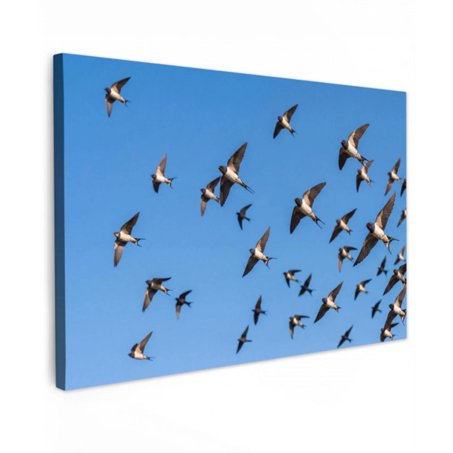 Zwaluwen - Vliegen - Blauw canvas 2cm klein -z3d