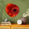 Oranje - Gerbera - Intens Wandcirkel Organisch Forex 3mm klein -sfeer2