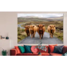 Schotse Hooglanders - Weg - Landschap - Kudde forex 5mm xxl -woonkamer