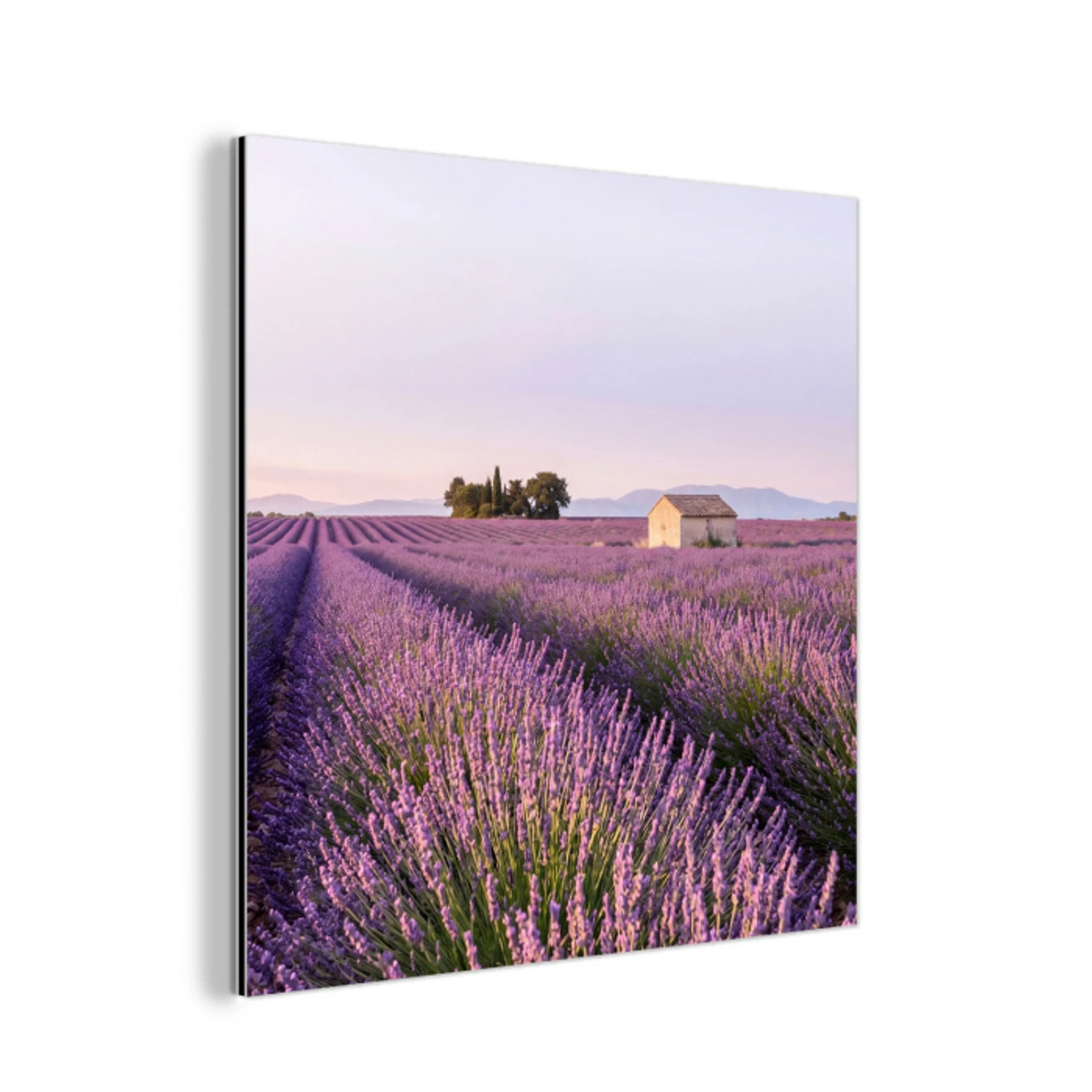 Lavendel - Landschap - Sereen - Paars aluminium wit klein -3d