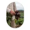 Bieten - Vers - Moestuin Wandcirkel Ovaal Forex klein -3d