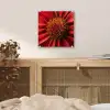 Close up - Bloem- Rood plexiglas 5mm klein -sfeer4