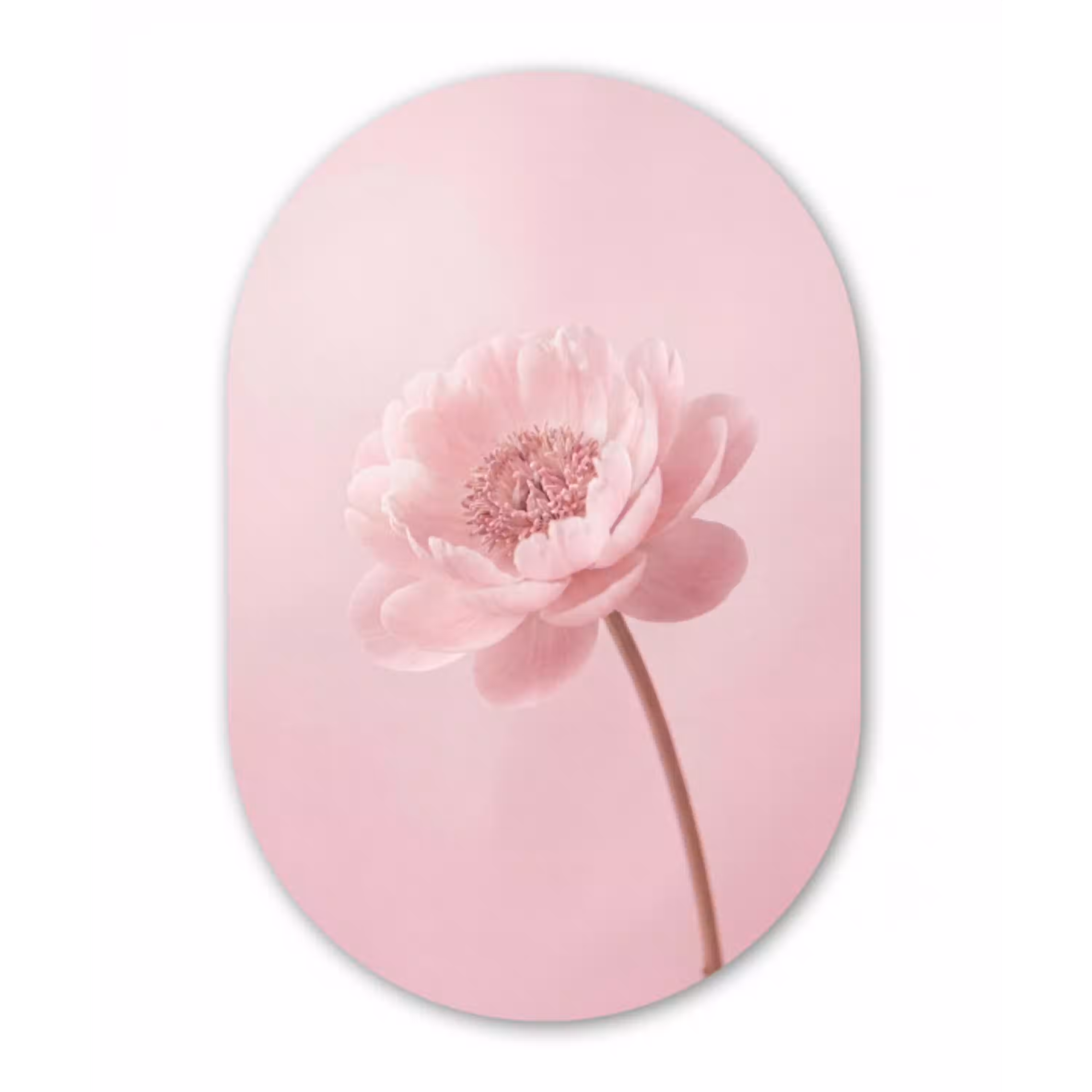 Bloem - Pioenroos - Roze Wandcirkel Ovaal Aluminium middel -3d