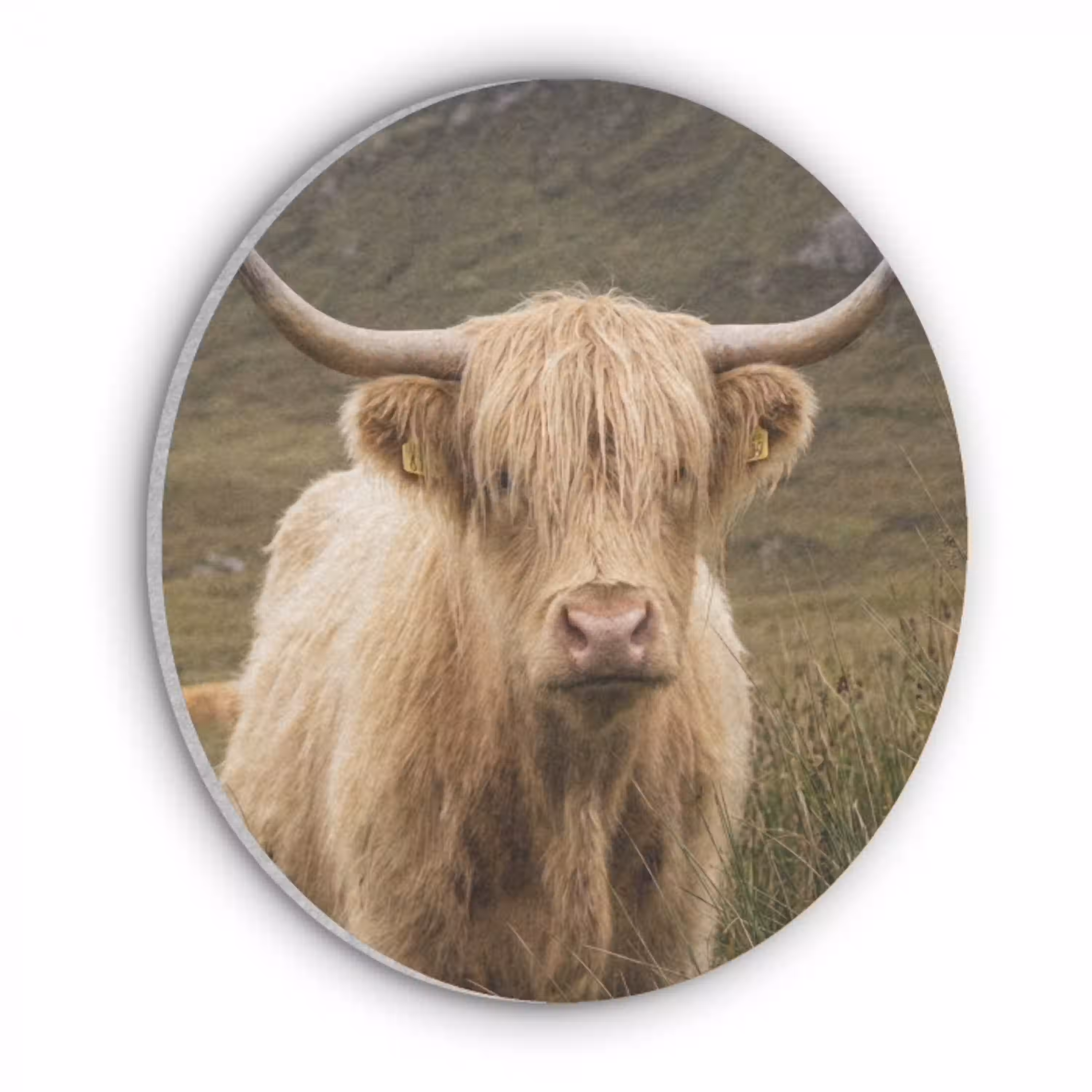 Schotse hooglander - Bergen - Grasveld Akoestische PET Vilt - Rond klein -3d