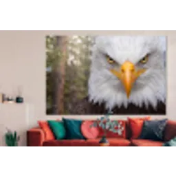 Amerikaans - Zeearend - Portret - Geel forex 5mm xxl -woonkamer