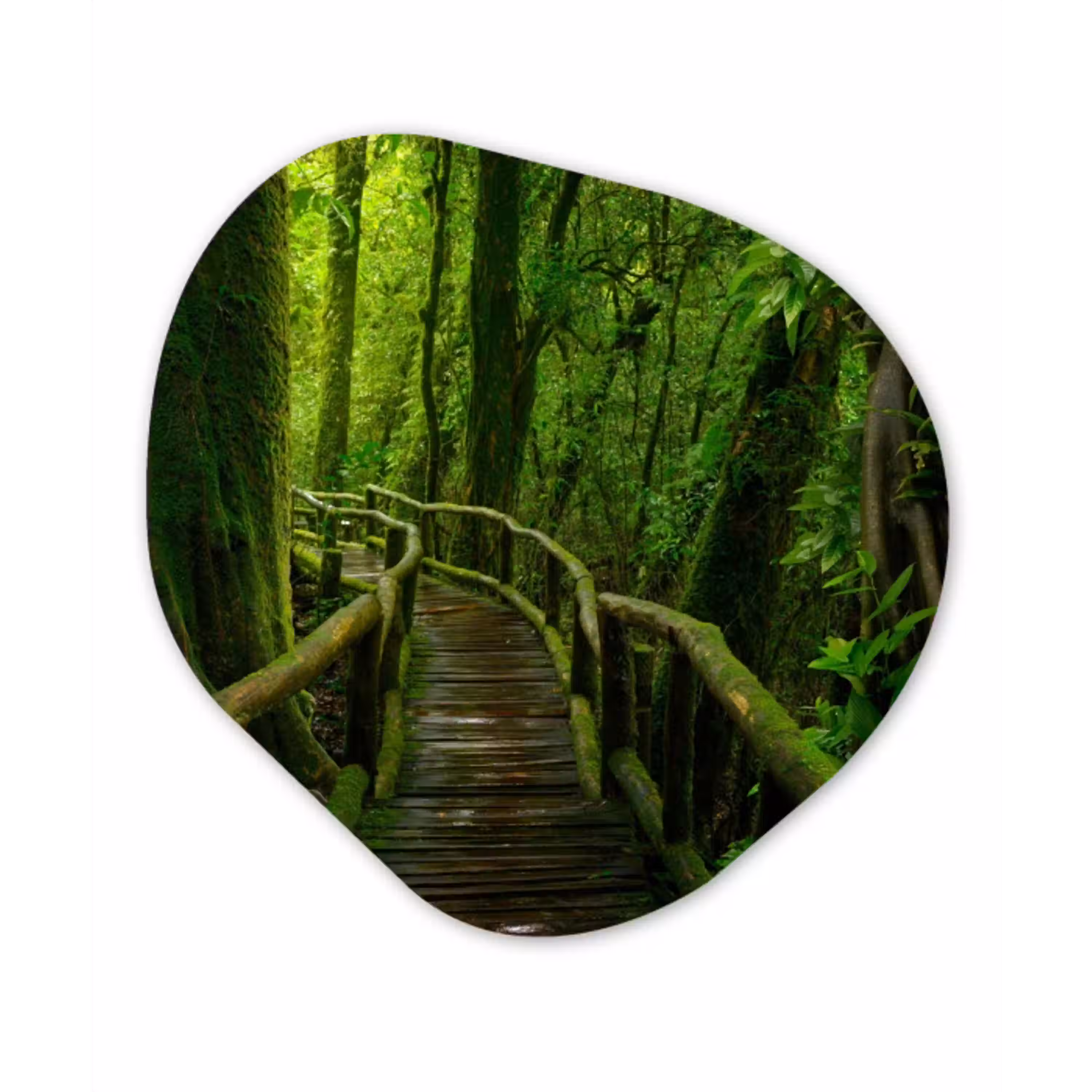 Jungle - Brug - Mos - Natuur - Tropisch Wandcirkel Organisch Forex 3mm klein -3d