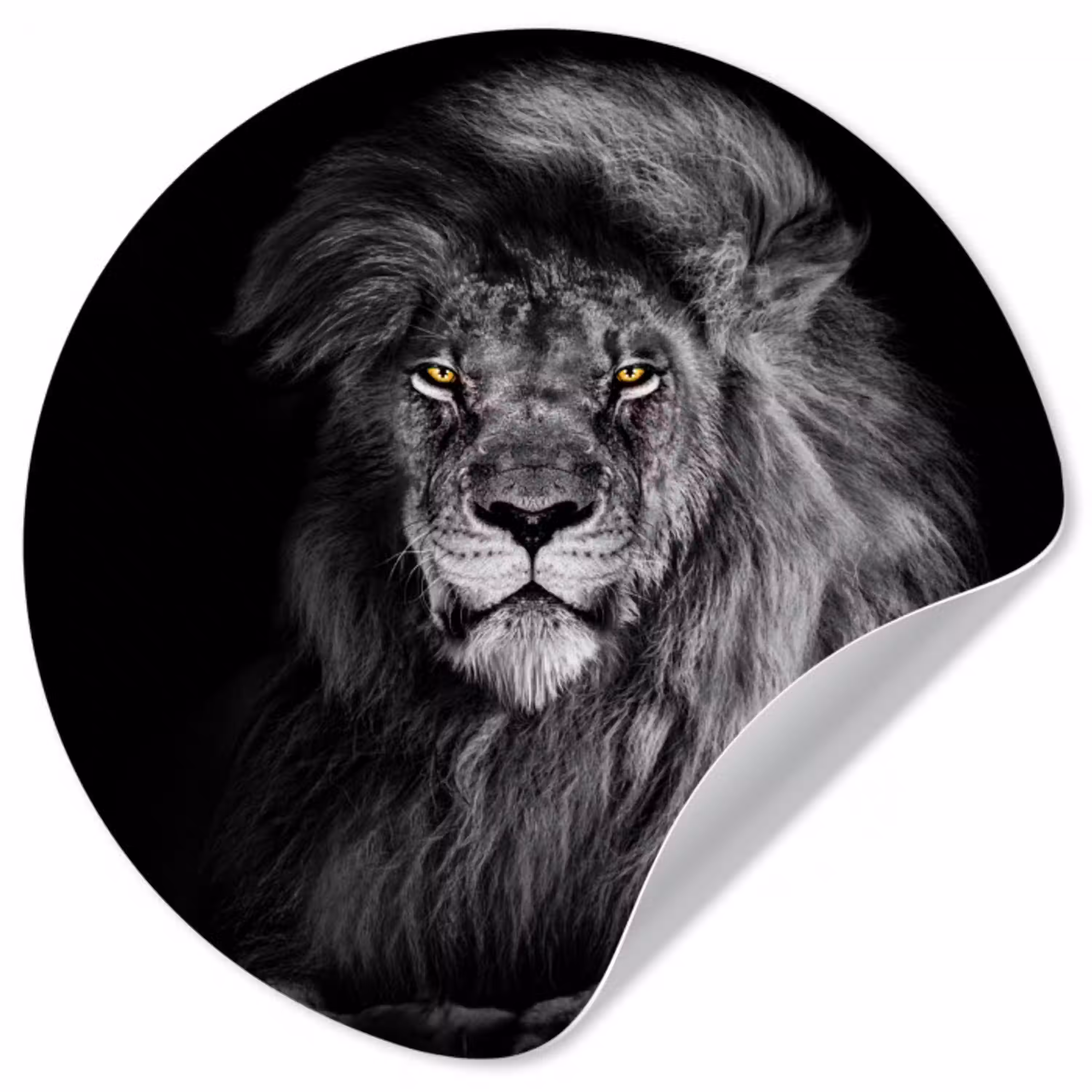 Leeuw - Ogen - Oranje - Zwart wit - Dieren - Portret Wandcirkel behangsticker klein -3d