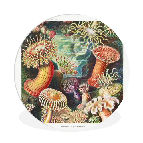 Ernst Haeckel - Anemoon - Retro - Tuinposter - Tuinhuis Wandcirkel kunststof plaat 5mm dik klein -3d