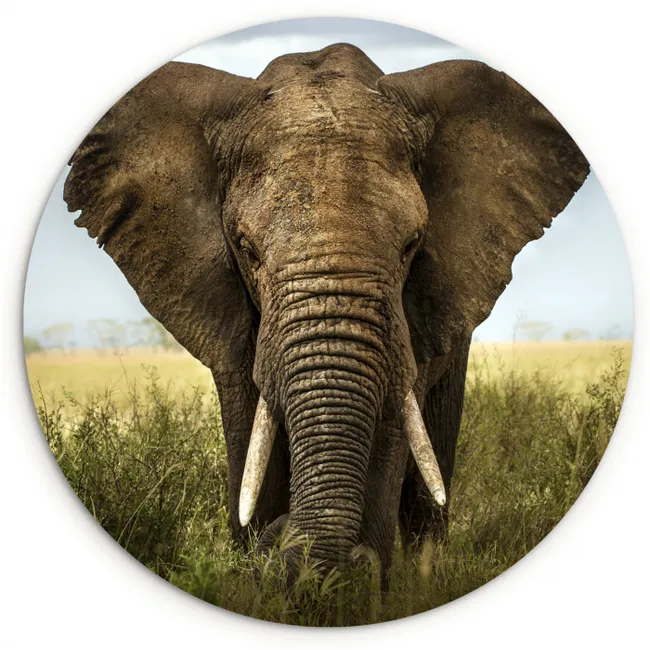 Olifant - Natuur - Gras - Dieren - Landschap Wandcirkel kunststof plaat 5mm dik klein -3d