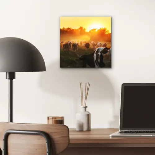 Koeien - Zonsondergang - Weiland - Dieren aluminium wit klein -sfeer5