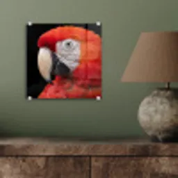 Ara - Portret - Rood plexiglas 5mm klein -sfeer3