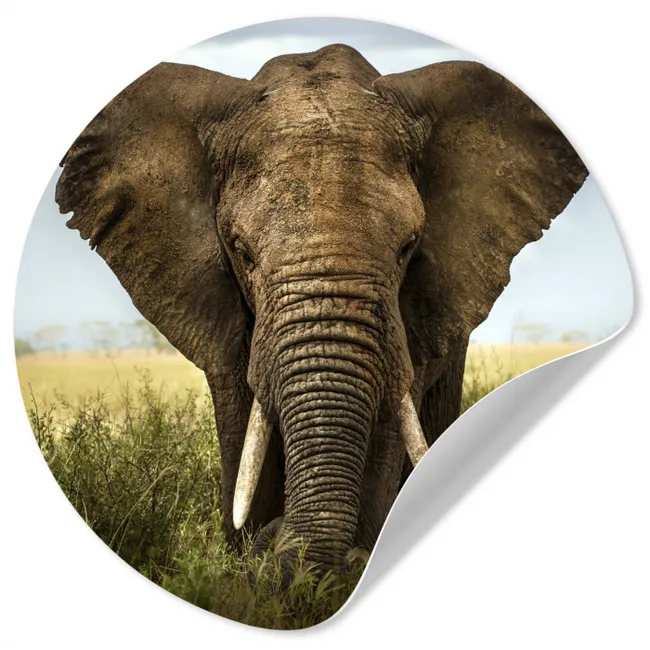 Olifant - Natuur - Gras - Dieren - Landschap Wandcirkel behangsticker klein -3d