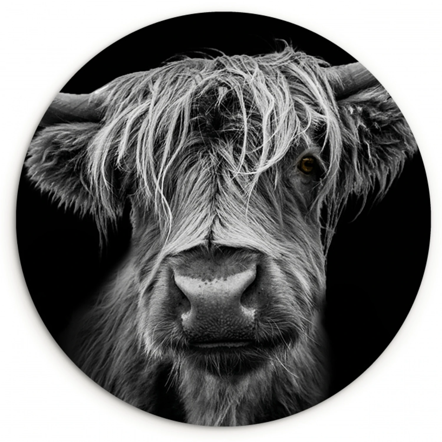 Schotse Hooglander - Horens - Zwart - Wit - Koe - Wild - Dieren Wandcirkel kunststof plaat 5mm dik klein -3d