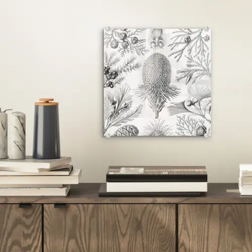Coniferen - Ernst Haeckel - Kunst - Retro - Illustratie - Natuur plexiglas 5mm klein -sfeer1