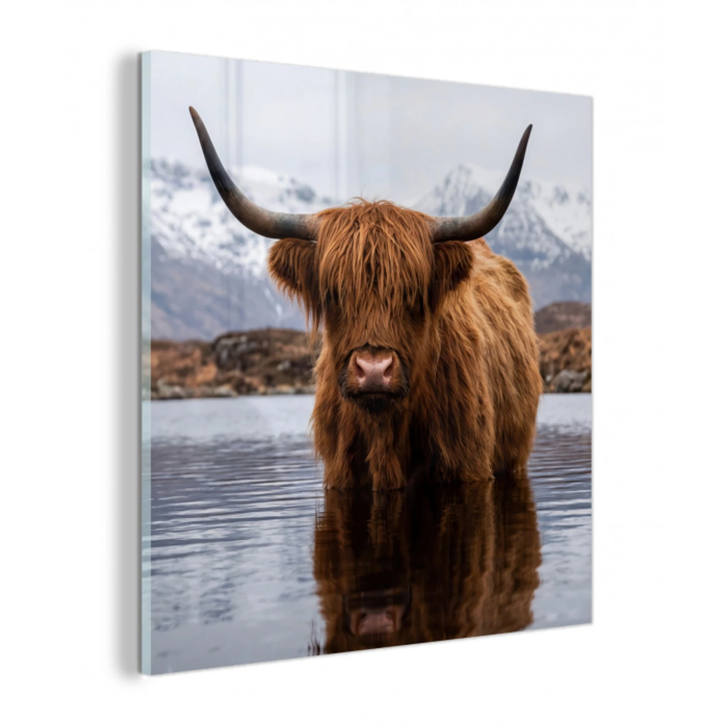 Schotse hooglander - Bruin - Water plexiglas 5mm klein -z3d