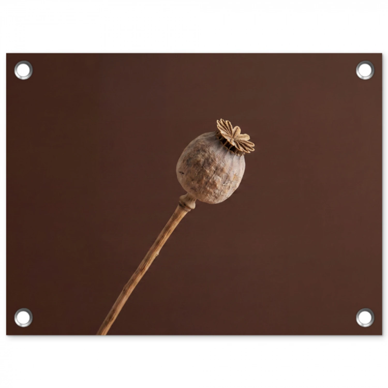 Papaverbol - Droogbloem - Bruin - Minimalistisch tuinposter los doek klein -3d