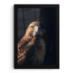 Roofvogel - Buizerd - Bruin fotolijst zwart zonder passe partout klein -3d