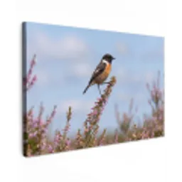 Roodborsttapuit - Heide - Paars - Natuur - Sfeervol canvas 2cm klein -z3d
