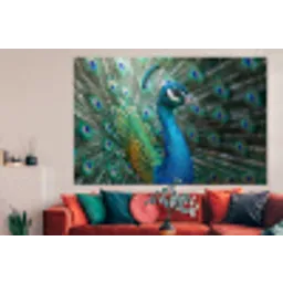 Pauw - Veren - Blauw forex 5mm xxl -woonkamer