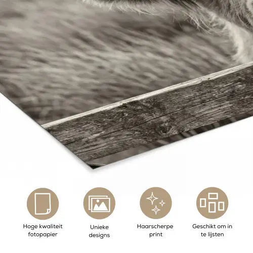 Schotse hooglander - Zwart - Wit - Hout poster papier klein -closeup_NL