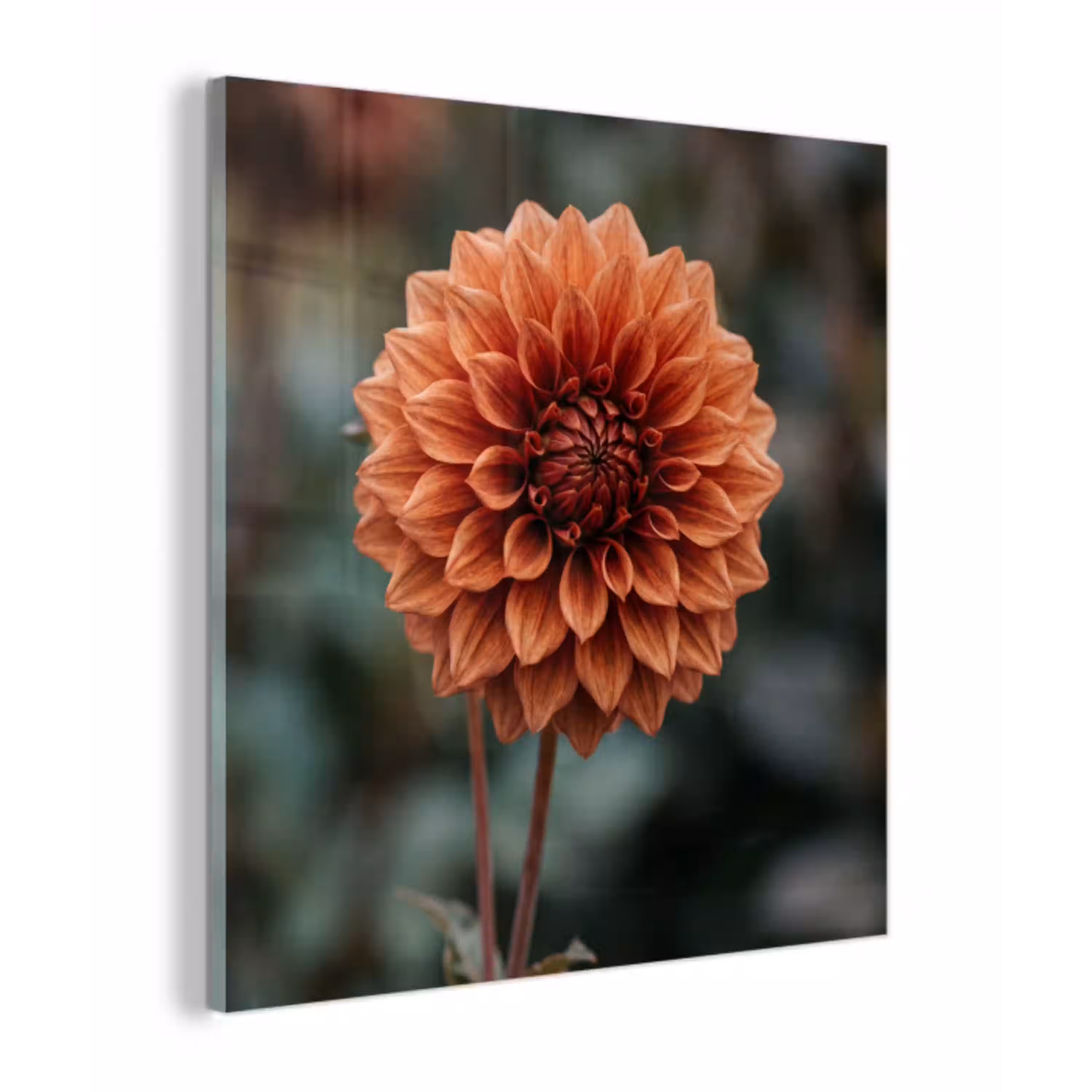 Dahlia - Bloem - Natuur - Sfeervol plexiglas 5mm klein -z3d