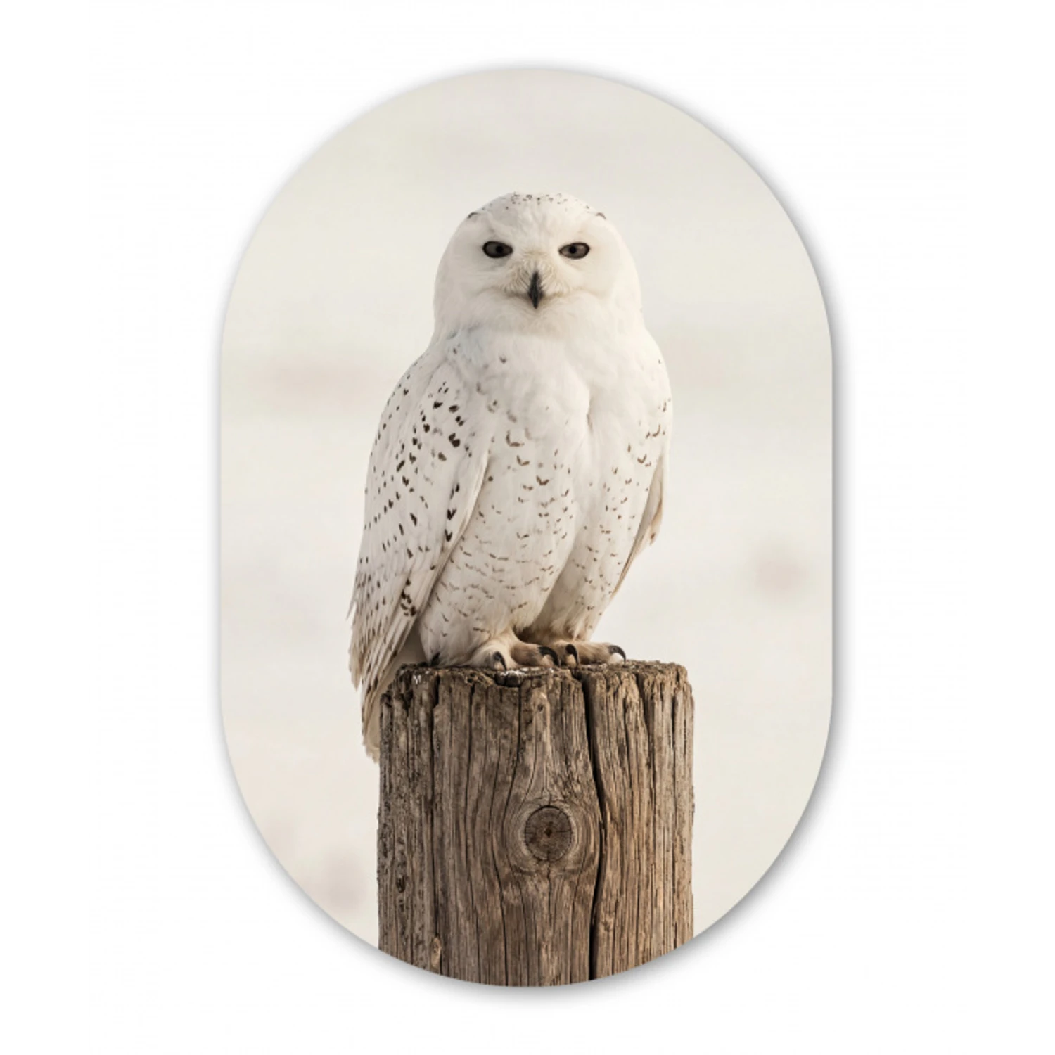 Sneeuwuil - Paal - Winter - Portret - Majestueus Wandcirkel Ovaal Forex klein -3d