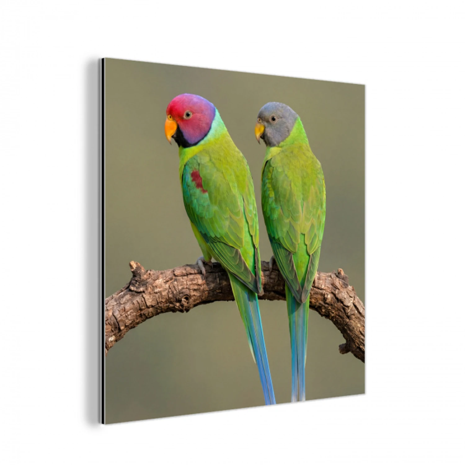 Papagaai - Tak - Natuur - Kleurrijk aluminium wit klein -3d