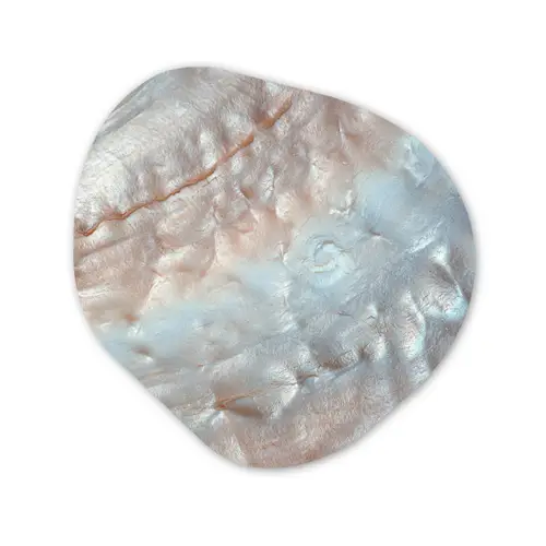 Schelpen - Abstract - Natuur Wandcirkel Organisch Forex 3mm klein -3d
