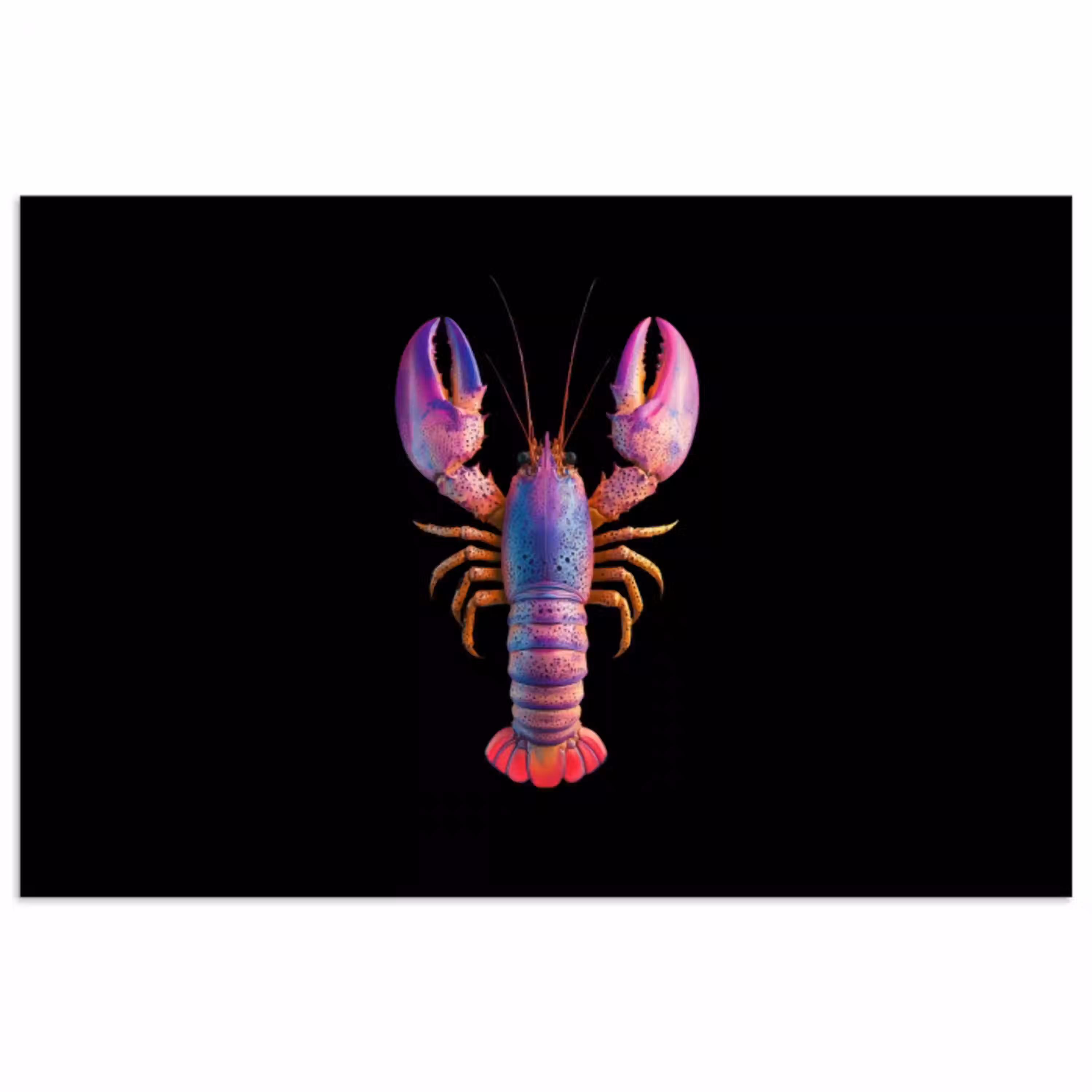 Kreeft - Paars - Roze - Zwart - Stippen - Lila poster papier klein -3d