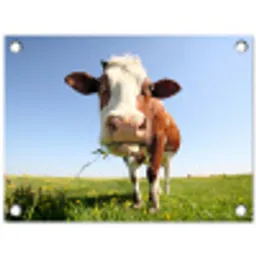 Koe in de Weide tuinposter los doek klein -3d