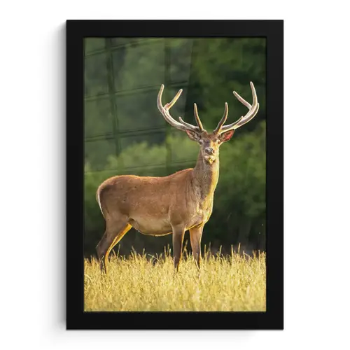 Hert - Gewei - Gras - Natuur - Dieren - Groen fotolijst zwart zonder passe partout klein -3d