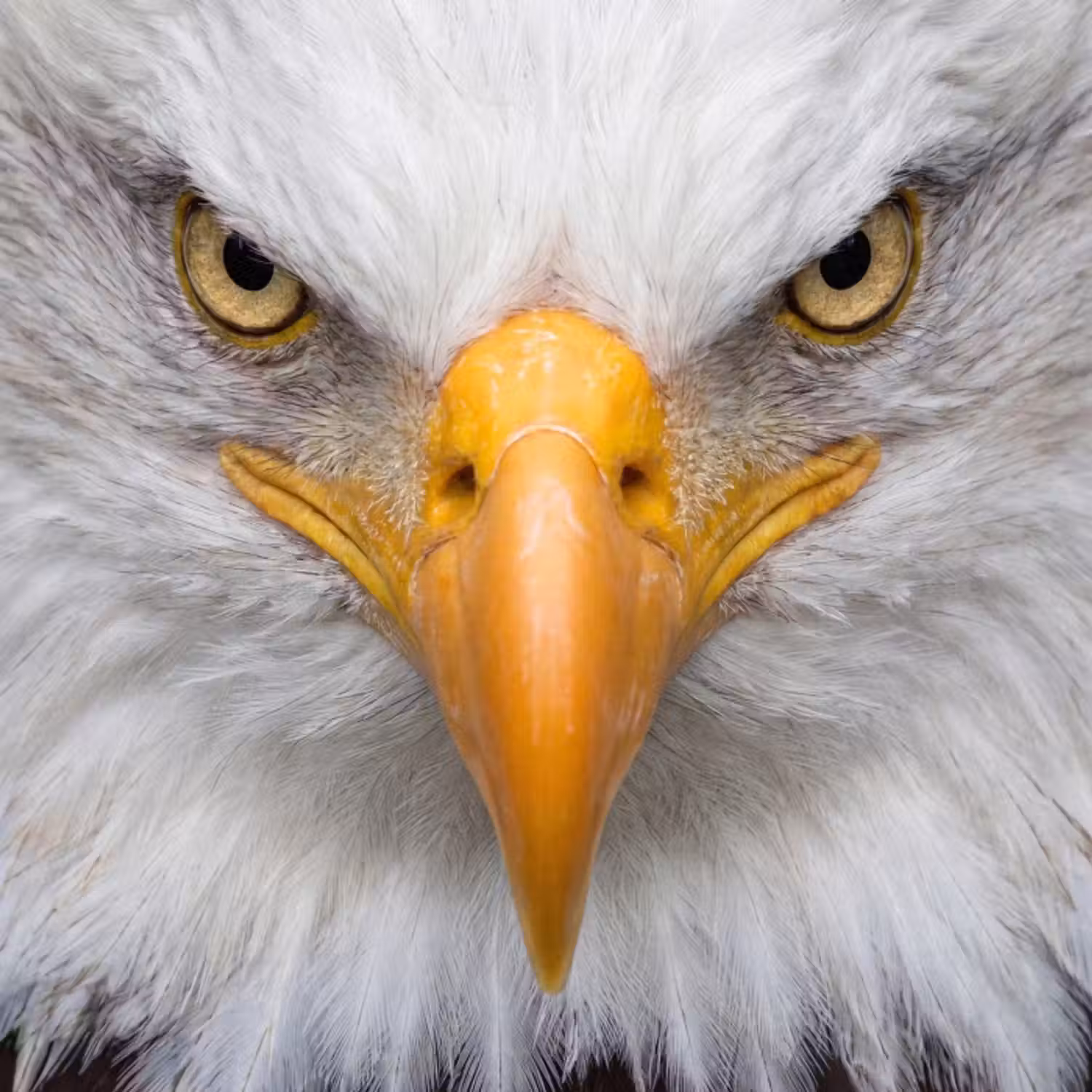 Behang - Amerikaans - Zeearend - Portret - Geel