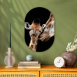 Giraffe - Dieren - Zwart - Portret - Dieren Wandcirkel Ovaal Forex klein -sfeer2