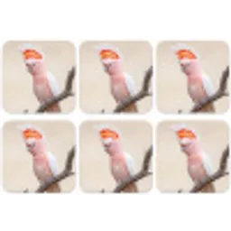 Papagaai - Tak - Roze onderzetter kurk middel -zkaufland3dotto