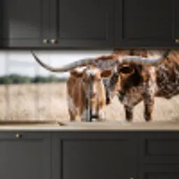 Texas Longhorn - Kalf - Weide - Dieren keuken achterwand 2 middel -sfeer1