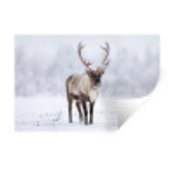 Rendier - Gewei - Toendra - Sneeuw - Wild Muursticker klein -3d
