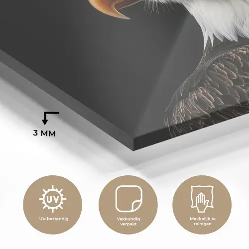 Arend -Amerika - Koksmuts - Vogel - Stoer plexiglas 5mm klein -sfeer2