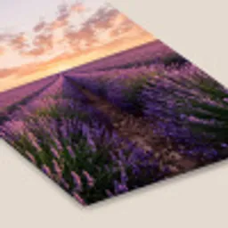 Landschap - Lavendelveld - Paars fotolijst zwart zonder passe partout klein -zsfeer6
