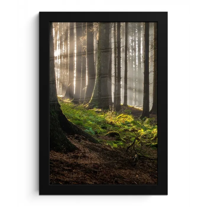 Zon - Takken - Bomen - Bos - Natuur fotolijst zwart zonder passe partout klein -3d