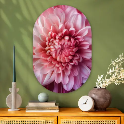 Dahlia - Bloem - Close up - Roze Wandcirkel Ovaal Glas middel -sfeer2