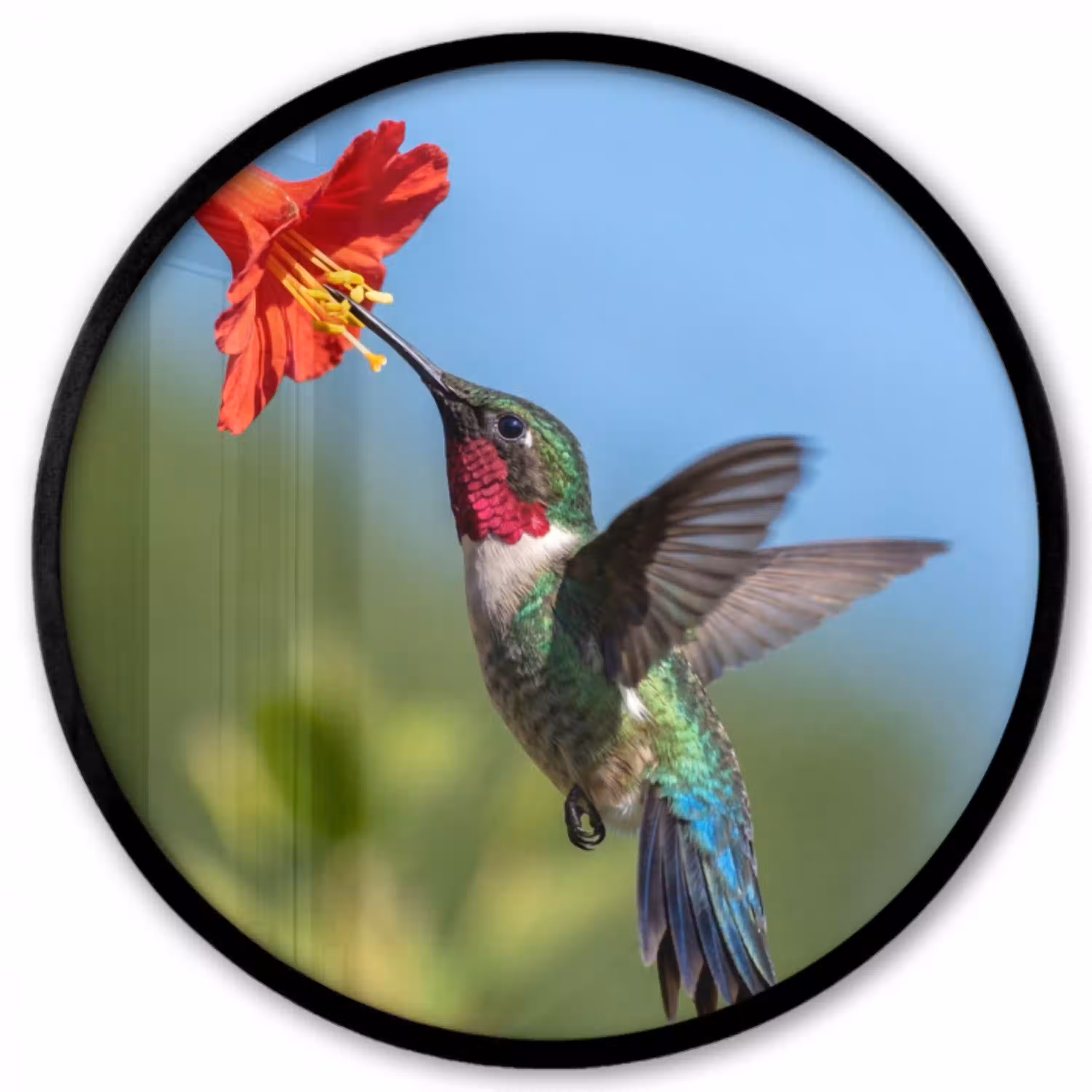 Kolibrie - Bloem - Natuur - Groen Fotolijst rond zonder passe partout klein -3d