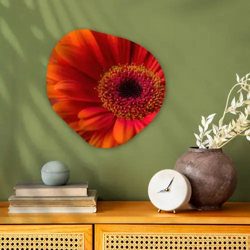 Oranje - Gerbera - Intens Wandcirkel Organisch Forex 3mm klein -sfeer2