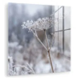 Schermbloem - Rijp - Kristallen - Winter - Delicaat plexiglas 5mm klein -zzzproduct_nieuw