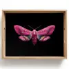 Vlinder - Roze - Nachtvlinder Dienblad Rechthoek middel -z3d_shopping