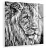 Portret - Leeuw - Zwart wit plexiglas 5mm klein -zzzproduct_nieuw