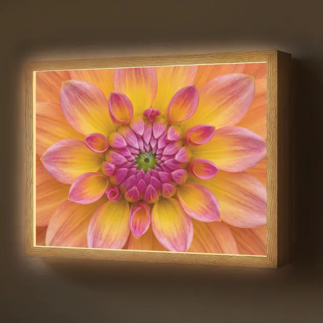 Lightbox - Wandlamp - Dahlia - Bloem - Oranje